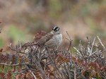 White-crowned_Sparrow
