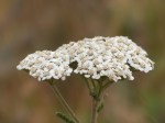 Yarrow_Achillea_millefolium