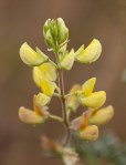 Yellow Bush Lupine/Lupinus&nbsp;arboreus