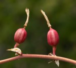 Beschorneria septentrionalis