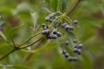 Blue Elderberry/Sambucus cerulea