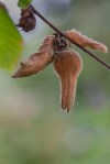 California Hazelnut/Corylus cornuta