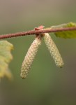 California Hazelnut/Corylus cornuta&nbsp;(catkins)