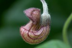 California PIpevine/Aristolochia californica,
