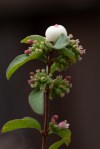 Snowberry/Symphoricarpos albus laevigatus
