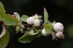 Snowberry/Symphoricarpos albus laevigatus