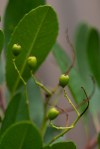 Toyon/Heteromeles arbutifolia