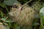 Virgin’s Bower/Clematis ligusticifolia