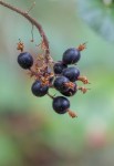 Wild Currant/Ribes sanguineum