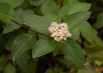 American Dogwood/Cornus sericea ssp.&nbsp;sericea