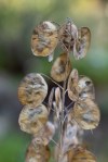 Annual Honesty/Lunaria annua (seed&nbsp;pods)