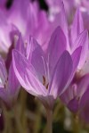 Autumn Crocus/Colchicum autumnale