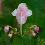 Begonia formosa