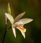 Bletilla ochracea