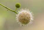 Buttonwillow/Cephalanthus occidentalis var.&nbsp;californicus