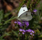 Cabbage White