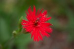 Cardinal Catchfly/Silene laciniata ssp.&nbsp;californica