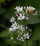 Chinese Leek /Allium tuberosum and&nbsp;Bee