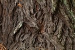Coast Redwood/Sequoia sempervirens
