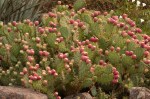 Coastal Prickly Pear/Opuntia litoralis
