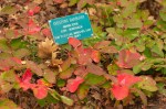 Creeping Barberry/Mahonia repens