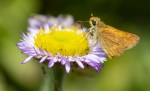 Fiery Skipper