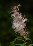 Fireweed/Chamaenerion angustifolium