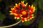 Gaillardia aristata