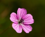 Geranium wallichianum
