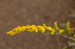 Goldenrod/Solidago