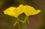 Hooker’s Evening Primrose/Oenothera elata ssp.&nbsp;hirsutissima
