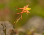 Hybrid Columbine/Aquilegia formosa and A.&nbsp;pubescens,