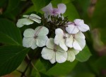 Hydrangea macrophylla