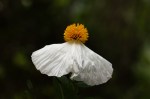 Matilija Poppy/ Romnea&nbsp;coulteri