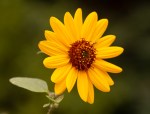 Mt. Diablo Sunflower/Helianthella castanea