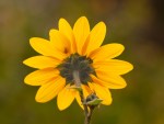 Mt. Diablo Sunflower/Helianthella castanea