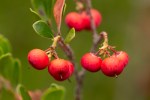 Red Bearberry/Arctostaphylos uva-ursi