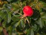 Rose Hips