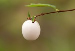 Snowberry/Symphoricarpus albus var.&nbsp;laevigatus