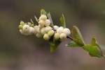 Snowberry/Symphoricarpus albus var.&nbsp;laevigatus