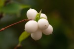 Snowberry/Symphoricarpus albus var.&nbsp;laevigatus