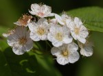 Spirea Henryi