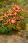 Vine Maple/Acer circinatum