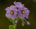 Wallace’s Nightshade/Solanum wallacei