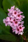 Winter-Blooming Bergenia/Bergenia crassifolia