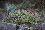 Beavertail_Opuntia_