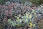 Beavertail_Opuntia_and_Buckwheat_Erigeron
