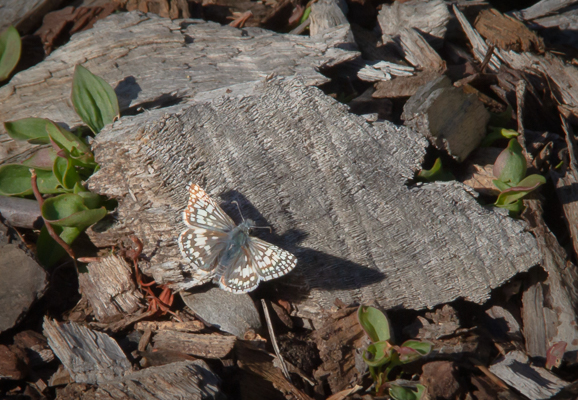 Common_Checkered_Skipper | Natural History Wanderings