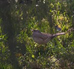Golden-crowned_Sparrow