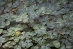 Redwood_Sorrel_Oxalis_oregana_